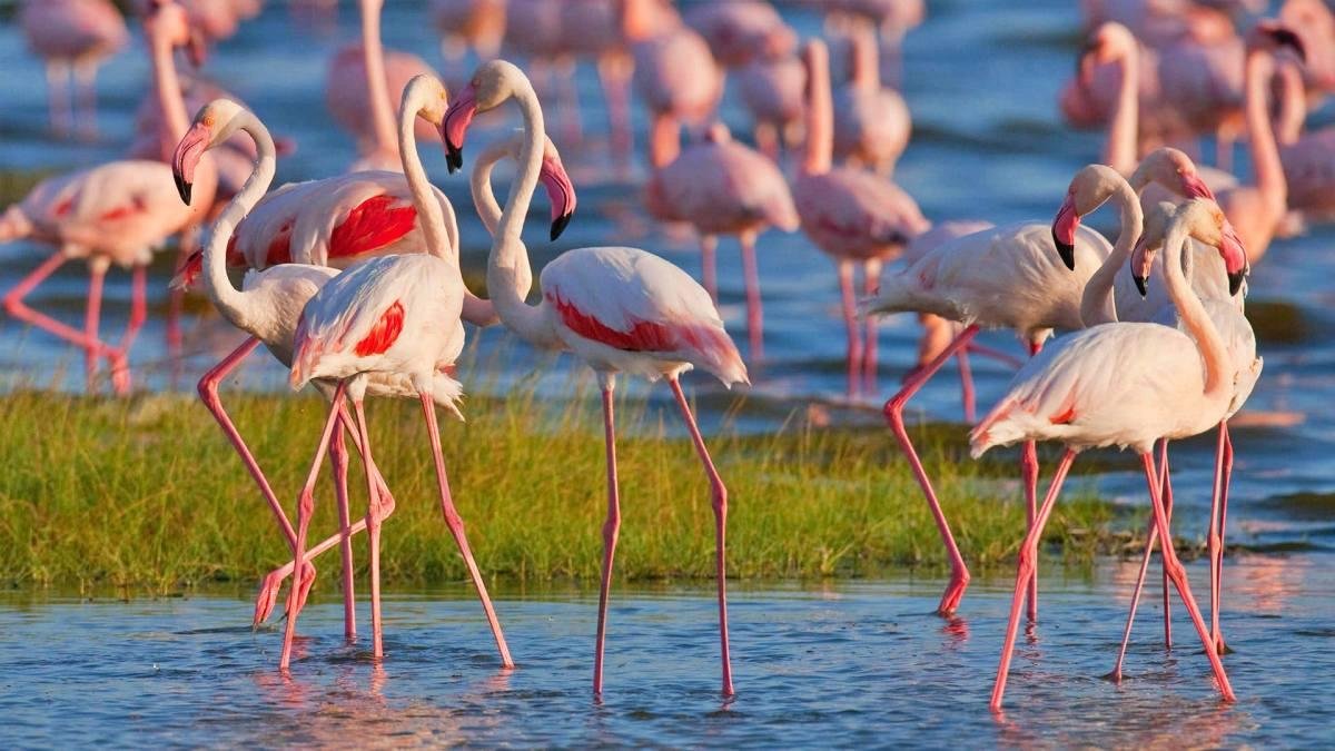 Wildlife viewing remains the primary reason why tourists visit
