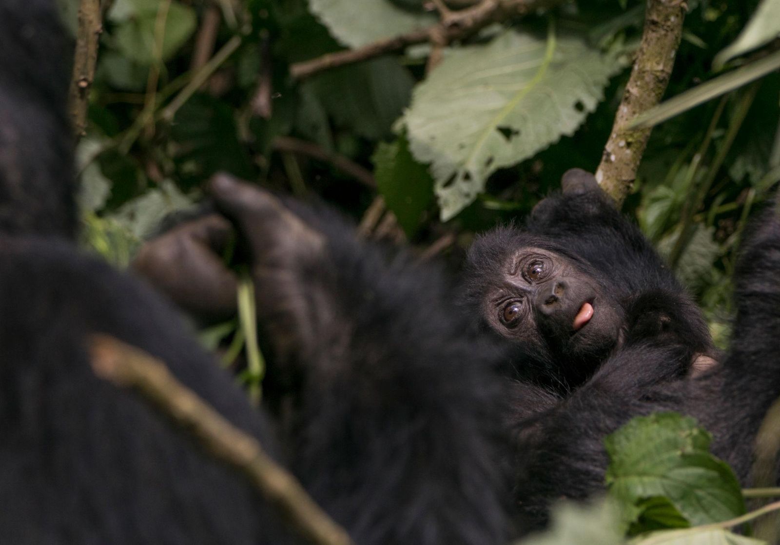 baby gorilla enjoying his meals