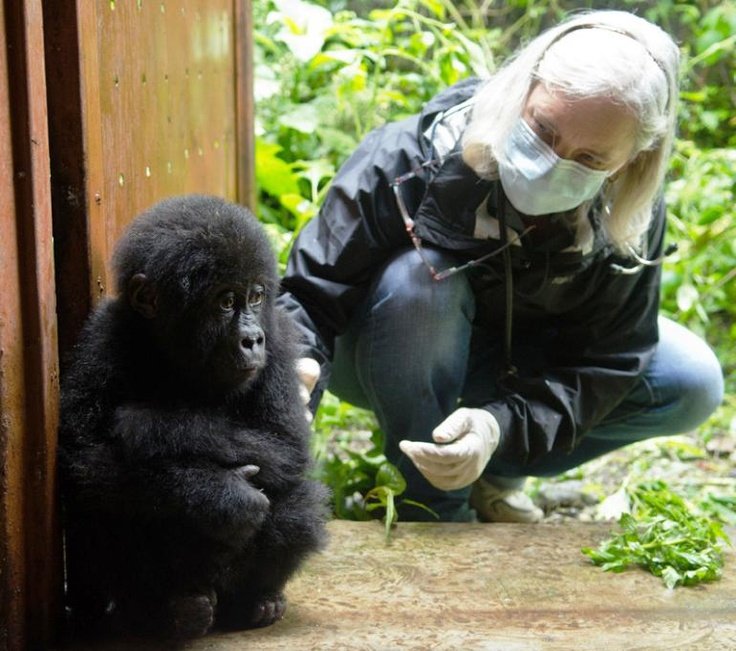 A Tourist looking at a young mountain gorilla 