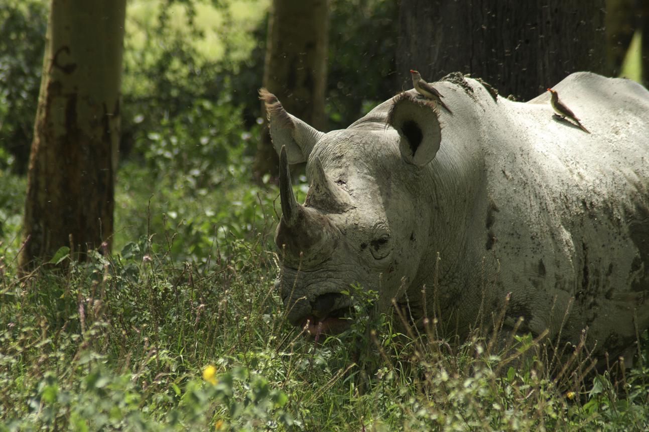 rhinos kept to save them from getting lost for ever