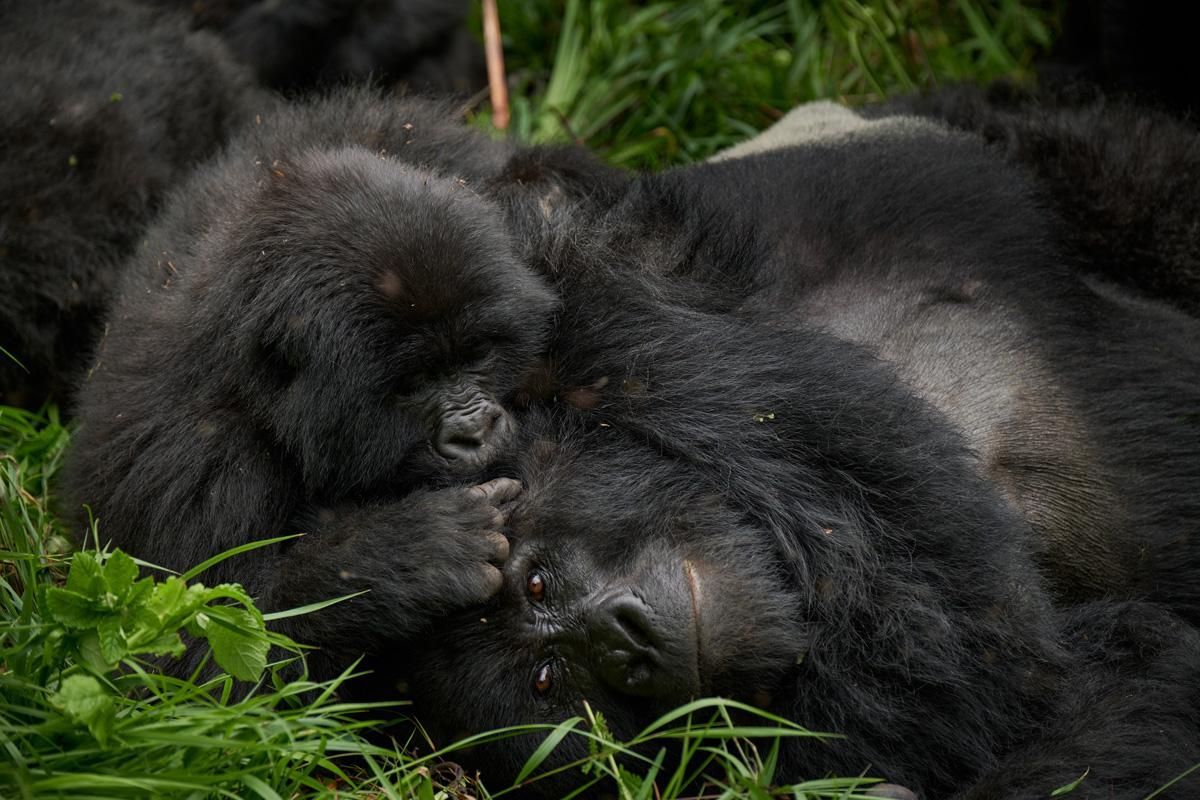 gorilla baby playing with mother