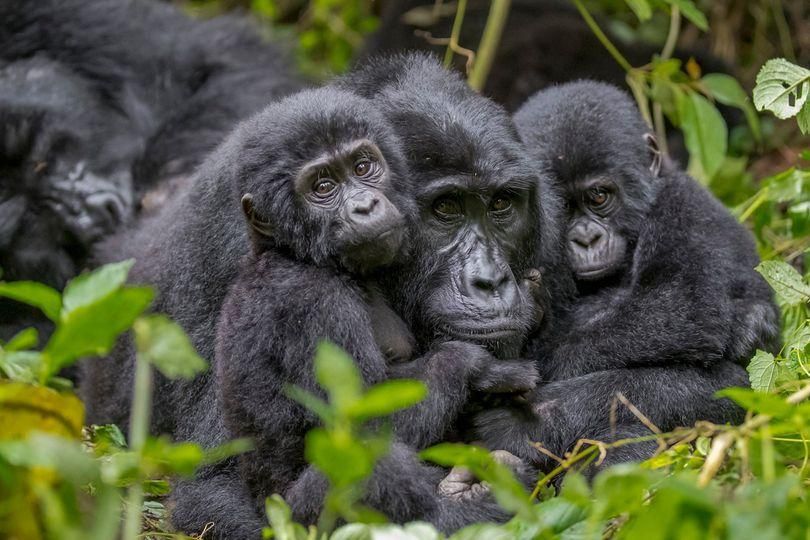 gorilla gave birth to twins, Nshongi Gorilla Family
