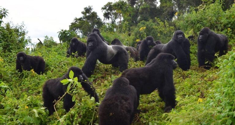 gorilla growing in big numbers, gorilla families in bwindi