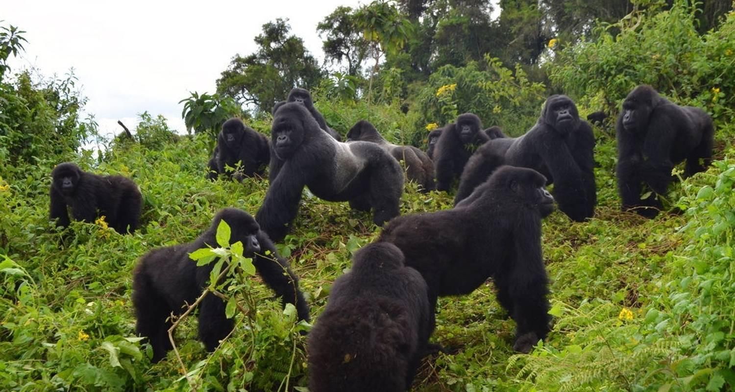 gorilla growing in big numbers, gorilla families in bwindi