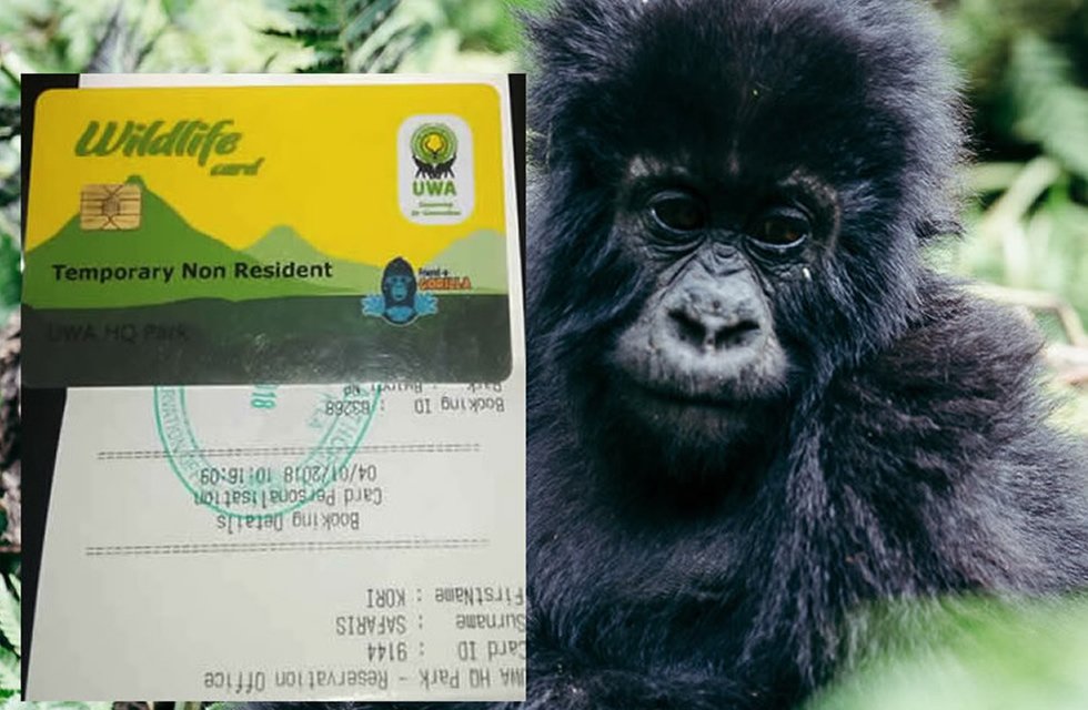 a young Gorilla naer a Uganda gorilla permit