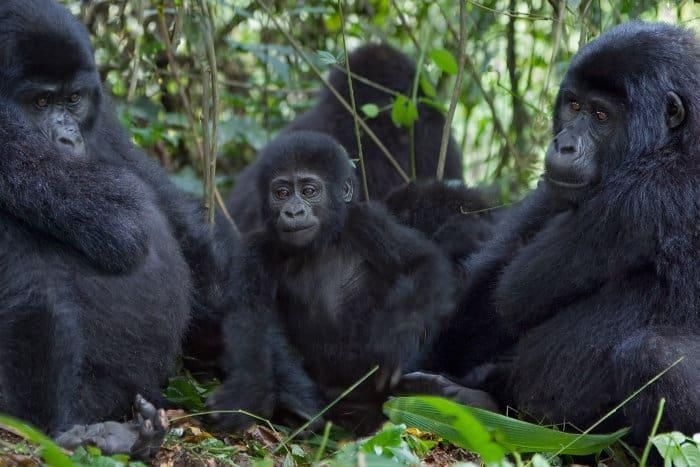 gorilla sitting in a family group,
