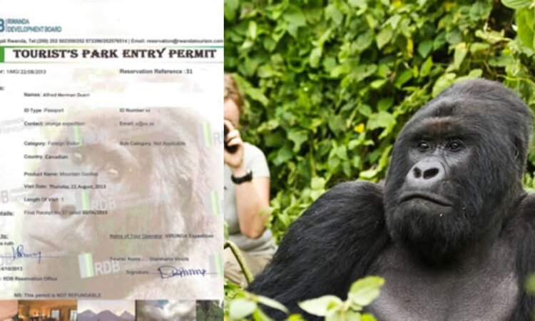 Rwanda gorilla permit guide