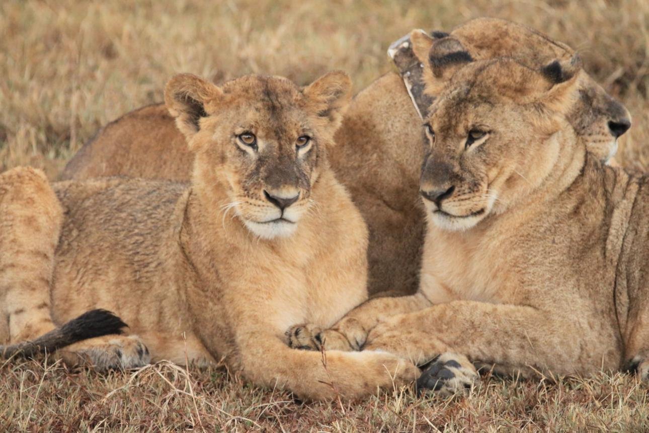 Wildlife viewing remains the primary reason why tourists visit those lions. 
