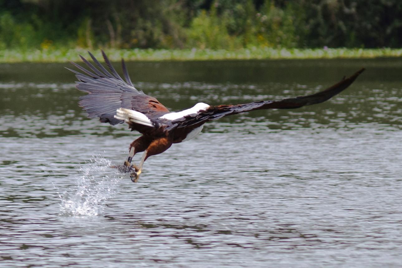 A birding safari in Uganda is one of the most rewarding jungle safaris to try