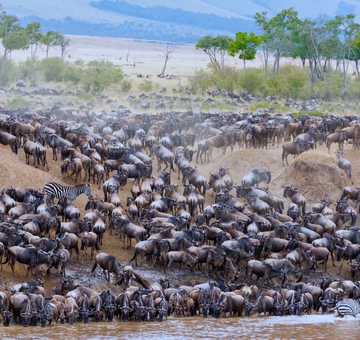 the great migration safari