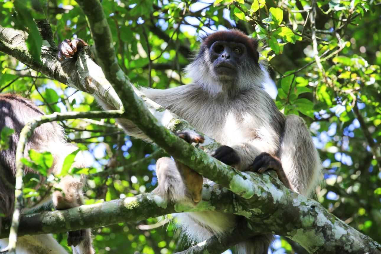the monkey on the tree