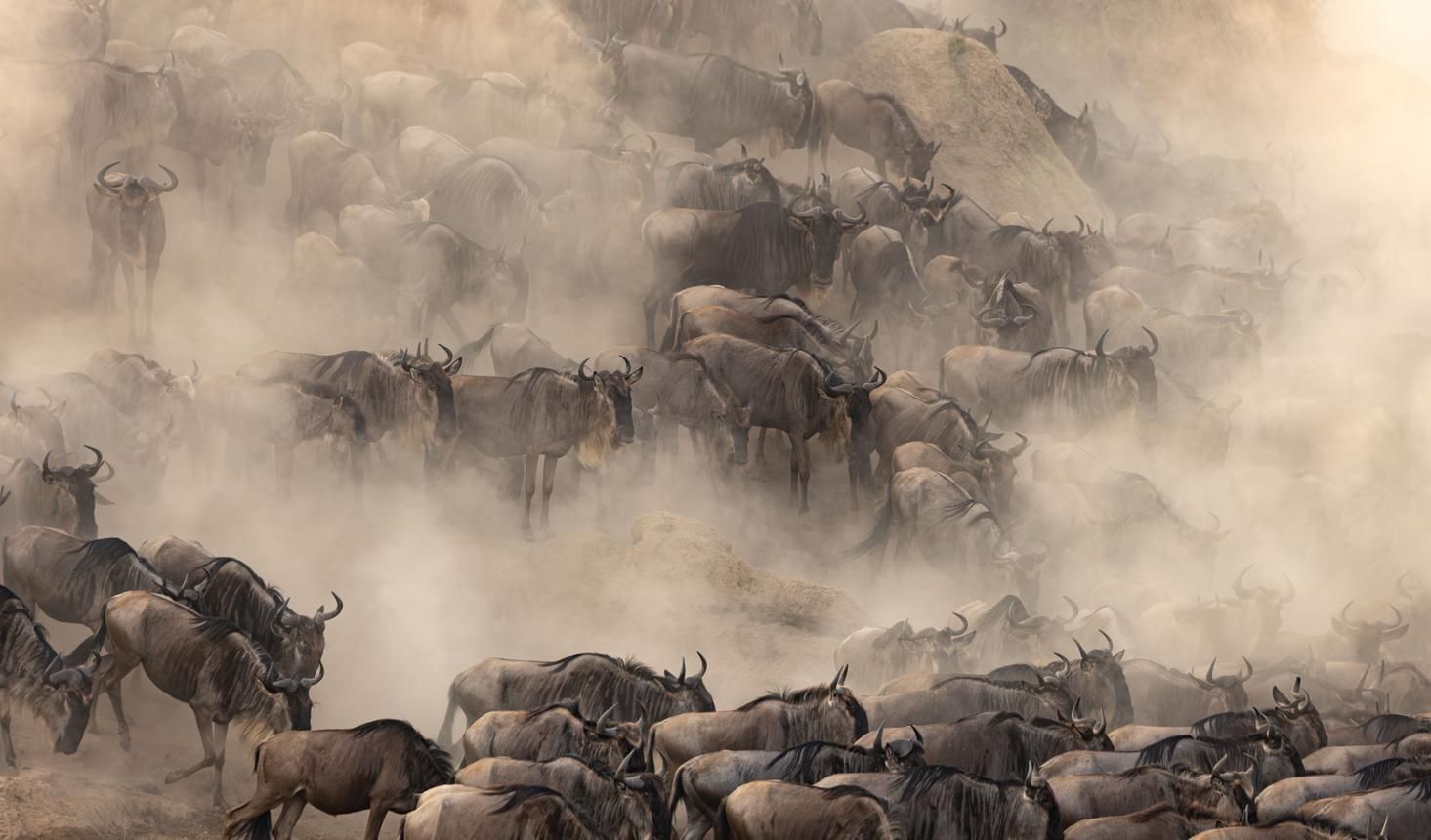 Wildlife Safari Deals are becoming increasingly popular among travelers who want to experience Africa's incredible wildlife without overspending. East Africa offers some of the world's most spectacular safari destinations, including Uganda, Rwanda, Kenya, and Tanzania, where unforgettable encounters with gorillas, lions, elephants, rhinos, leopards, and countless other species can be enjoyed. Fortunately, a wide range of wildlife safari deals can be found throughout the year, allowing visitors to explore Africa's natural wonders at competitive prices. Whether you are planning a family holiday, honeymoon, group adventure, photography safari, or solo expedition, finding the right wildlife safari deal can significantly reduce costs while still delivering an exceptional experience. WILDLIFE SAFARI DEALS IN UGANDA Wildlife Safari Deals in Uganda are often considered among the best in Africa because visitors can combine gorilla trekking, chimpanzee tracking, game drives, boat cruises, and cultural experiences within a single itinerary. Uganda's diverse national parks offer excellent value for travelers seeking both primate encounters and traditional wildlife safaris. Popular safari destinations in Uganda include Bwindi Impenetrable National Park, Mgahinga Gorilla National Park, Queen Elizabeth National Park, Murchison Falls National Park, Kibale National Park, Lake Mburo National Park, and Kidepo Valley National Park. These destinations provide opportunities to see mountain gorillas, chimpanzees, tree-climbing lions, elephants, buffaloes, giraffes, zebras, hippos, crocodiles, and hundreds of bird species. Many wildlife safari deals in Uganda become available during the low season when accommodation discounts and special tour packages are offered by safari operators. WILDLIFE SAFARI DEALS IN RWANDA Wildlife Safari Deals in Rwanda provide travelers with opportunities to explore one of Africa's most beautiful countries while enjoying world-class wildlife experiences. Rwanda is best known for gorilla trekking in Volcanoes National Park, but visitors can also discover the Big Five in Akagera National Park and chimpanzees in Nyungwe Forest National Park. Although Rwanda is often viewed as a luxury safari destination, affordable wildlife safari deals can still be secured by booking in advance, traveling during the shoulder season, or combining multiple destinations into a single itinerary. The country's excellent infrastructure, clean cities, and short travel distances make it attractive to travelers seeking convenience and comfort. WILDLIFE SAFARI DEALS IN KENYA Wildlife Safari Deals in Kenya attract thousands of visitors every year thanks to the country's iconic safari experiences. Kenya is home to some of Africa's most famous wildlife destinations, including the Maasai Mara National Reserve, Amboseli National Park, Tsavo National Park, Samburu National Reserve, and Lake Nakuru National Park. The annual Great Migration, where millions of wildebeests and zebras cross the Mara River, remains one of the world's most spectacular wildlife events. Many travelers specifically search for wildlife safari deals during migration season to witness this incredible natural phenomenon. Family safaris, photography tours, luxury adventures, and budget camping safaris are all widely available throughout Kenya. WILDLIFE SAFARI DEALS IN TANZANIA Wildlife Safari Deals in Tanzania offer access to some of Africa's most celebrated national parks and conservation areas. Tanzania is home to Serengeti National Park, Ngorongoro Conservation Area, Tarangire National Park, Lake Manyara National Park, and Nyerere National Park. The Serengeti ecosystem hosts one of the largest concentrations of wildlife on the planet, making it a dream destination for safari enthusiasts. Visitors can observe lions, cheetahs, elephants, giraffes, wildebeests, zebras, and numerous other species throughout the year. Many wildlife safari deals in Tanzania also include extensions to Zanzibar, allowing travelers to combine wildlife adventures with relaxing beach holidays. WILDLIFE SAFARI DEALS FOR GORILLA TREKKING Wildlife Safari Deals for Gorilla Trekking continue to attract travelers from around the world who dream of meeting mountain gorillas in their natural habitat. Gorilla trekking experiences are offered in Uganda and Rwanda, with Uganda generally providing better value due to lower overall safari costs and a larger number of habituated gorilla families. Travelers are encouraged to book gorilla permits well in advance because availability is limited. It is also important to note that gorilla permit prices are expected to increase in the future, making early booking an excellent way to secure current rates. Combining gorilla trekking with wildlife safaris in Queen Elizabeth National Park, Murchison Falls National Park, or Akagera National Park creates a more comprehensive East African adventure. WILDLIFE SAFARI DEALS FOR FAMILIES Wildlife Safari Deals for Families have been designed to provide exciting adventures suitable for both children and adults. Many safari lodges now offer family-friendly accommodations, educational wildlife activities, and flexible itineraries that cater to younger travelers. Destinations such as Lake Mburo National Park, Murchison Falls National Park, Akagera National Park, and the Maasai Mara are particularly popular among families because they offer excellent wildlife viewing and comfortable lodging options. Family safari deals often include discounts for children and group rates that help reduce travel costs. WILDLIFE SAFARI DEALS FOR HONEYMOONS Wildlife Safari Deals for Honeymoons allow couples to celebrate special occasions while exploring Africa's most romantic destinations. Luxury lodges, private game drives, candlelit bush dinners, and breathtaking landscapes create unforgettable honeymoon experiences. Popular honeymoon destinations include Bwindi Impenetrable National Park, Volcanoes National Park, Serengeti National Park, Ngorongoro Crater, and Zanzibar Island. Many safari operators offer customized packages that combine wildlife encounters with luxury accommodations and exclusive experiences. HOW TO FIND THE BEST WILDLIFE SAFARI DEALS Finding the best safari deal requires proper planning and flexibility. Travelers can often save money by: Booking early Traveling during low seasons Choosing group tours Combining multiple destinations Comparing accommodation categories Working with reputable local tour operators Additionally, package deals that combine accommodation, transportation, park fees, and activities often provide better value than booking services separately. WHY BOOK YOUR WILDLIFE SAFARI WITH TRACE GORILLA SAFARIS? At Trace Gorilla Safaris, we specialize in creating affordable and customized wildlife safari deals across Uganda, Rwanda, Kenya, and Tanzania. Our experienced team helps travelers secure the best accommodations, permits, transportation, and guided experiences while ensuring excellent value for money. Whether you are looking for gorilla trekking, Big Five safaris, birding adventures, chimpanzee tracking, or luxury wildlife experiences, we can design the perfect itinerary for your needs. Contact Trace Gorilla Safaris 📧 Email: info@tracegorillasafaris.com 📞 Call/WhatsApp: +256-775630809 / +256-701343598 Frequently Asked Questions What are wildlife safari deals? Wildlife safari deals are discounted or value-packed safari packages that combine accommodation, transportation, park activities, and guided tours. Which country offers the best wildlife safari deals? Uganda is often considered one of the best-value safari destinations because it combines gorilla trekking, wildlife viewing, and cultural experiences at competitive prices. When is the best time to book a safari deal? Booking several months in advance often provides the best rates and availability, especially for gorilla trekking and migration safaris. Are wildlife safari deals suitable for families? Yes. Many safari operators offer family-friendly packages with activities suitable for children and adults. Can wildlife safari deals include gorilla trekking? Absolutely. Many safari packages combine gorilla trekking with traditional wildlife safaris, creating a complete East African adventure.
