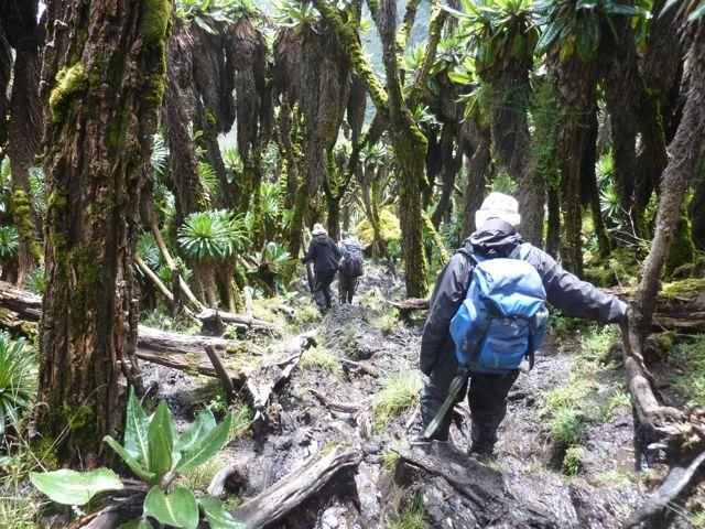 Afro Montane Forest Rwenzori trek