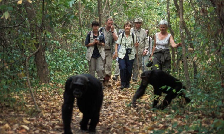 tourists watching chimpanzees playing