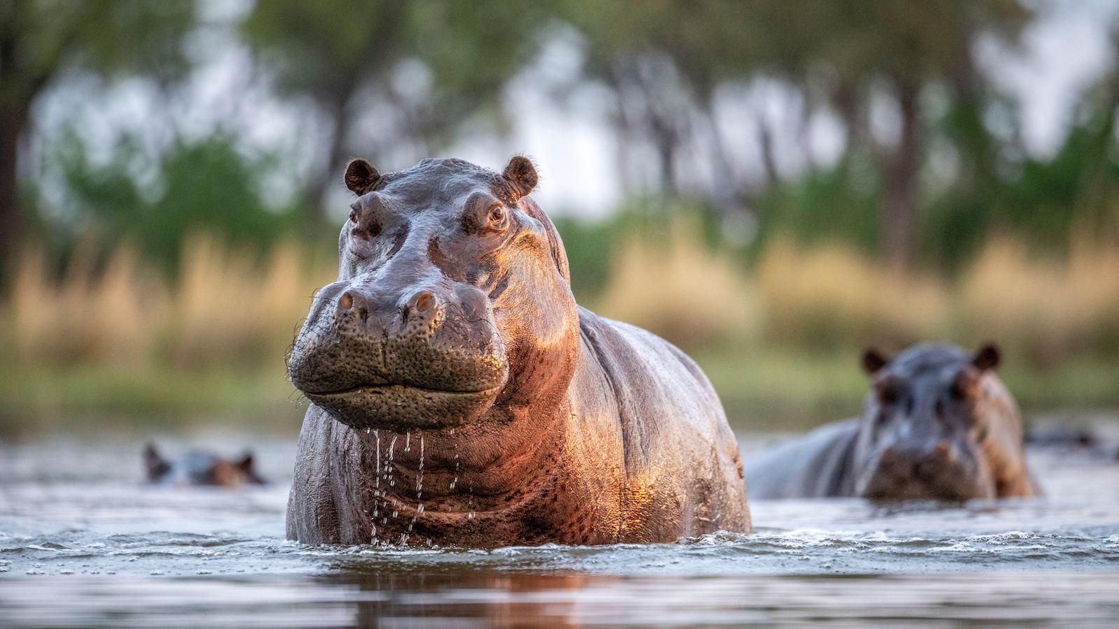 Hippopotamuses in Uganda, African Safari Uganda: The Unforgettable Wildlife Adventure.