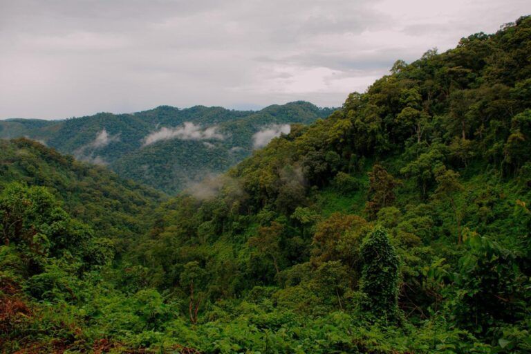 Gorilla Trekking Uganda Beste Reisezeit