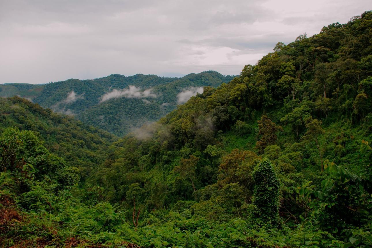 Gorilla Trekking Uganda Beste Reisezeit