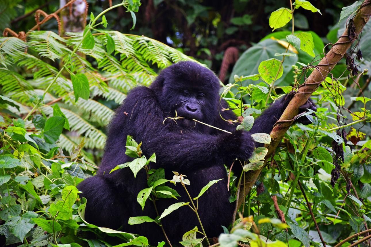 1 Day Gorilla Trekking Uganda: Is It Possible?