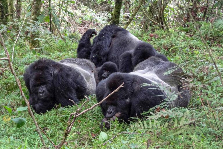 Nyakagezi Gorilla Family