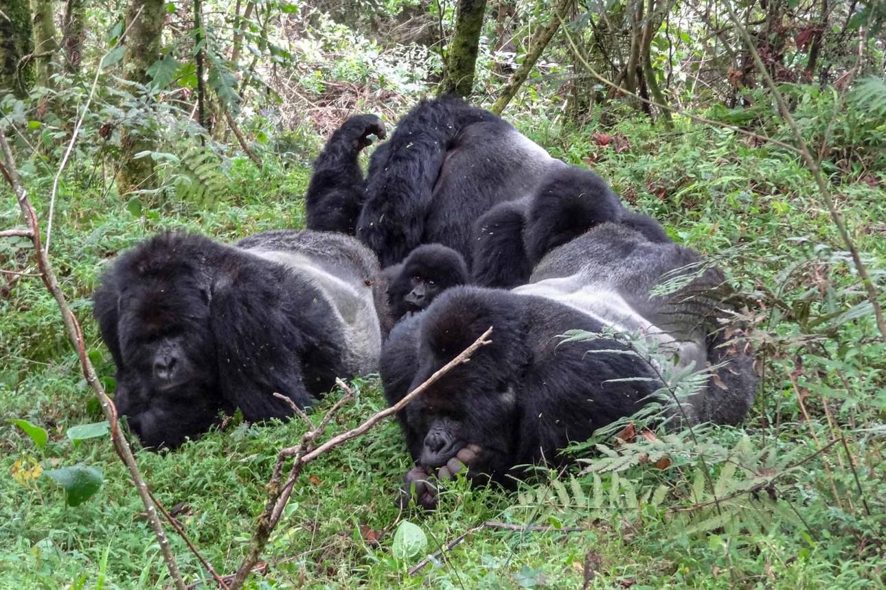 Nyakagezi Gorilla Family
