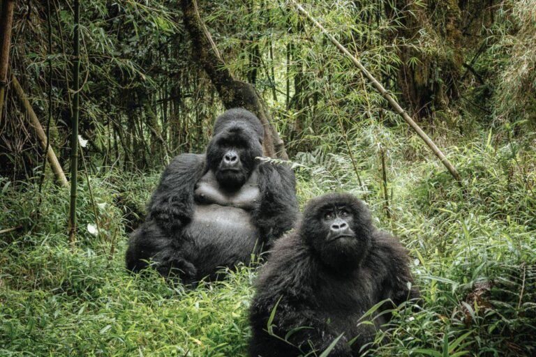 Uganda Gorilla National Parks