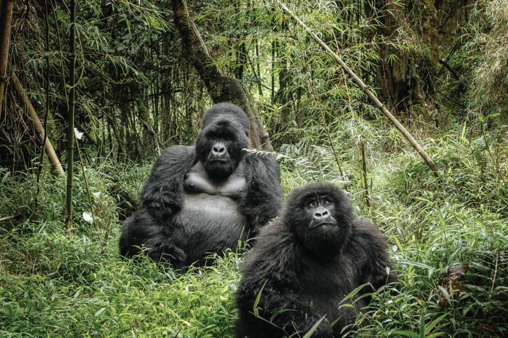 Uganda Gorilla National Parks