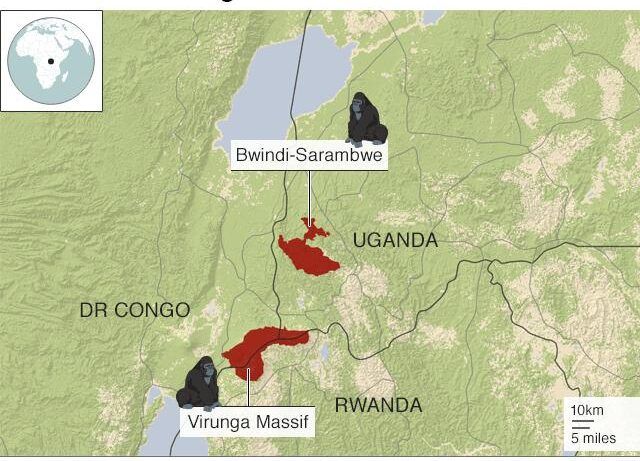 Where Mountain Gorilla Live