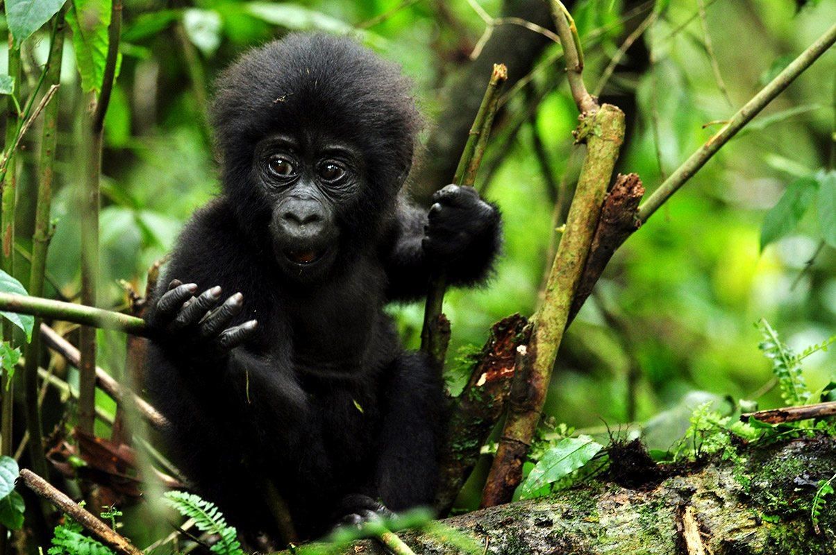 baby gorilla enjoy the gift of the day