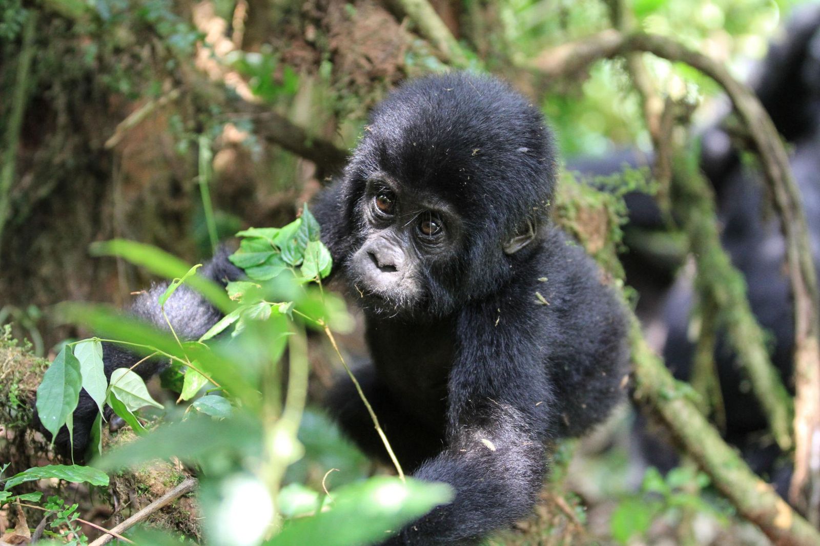 What Gorillas Are in Uganda?