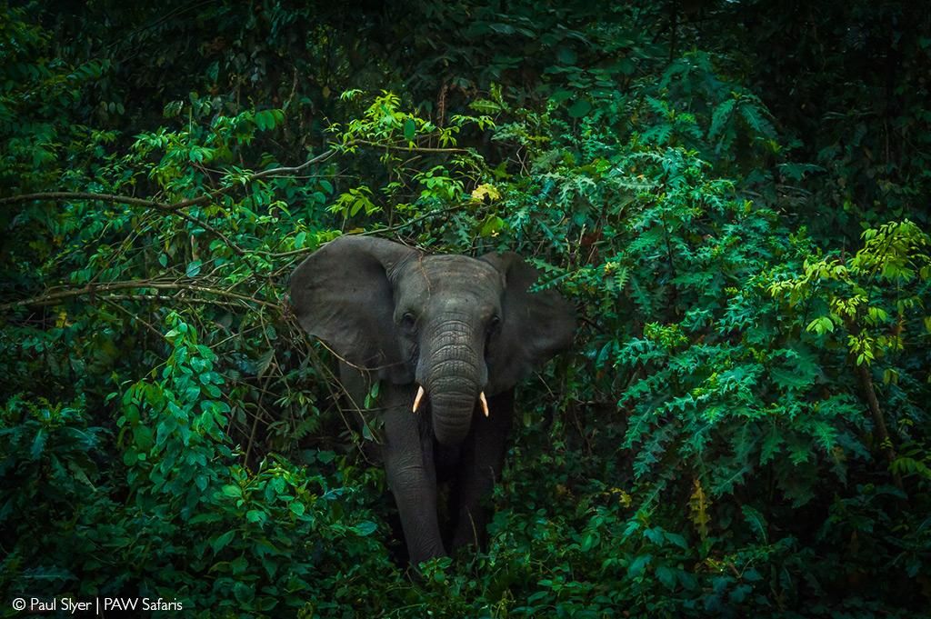 Discover forest elephants in Uganda, where they live, how they differ from savanna elephants, their behavior, conservation status, and the best places to see them.