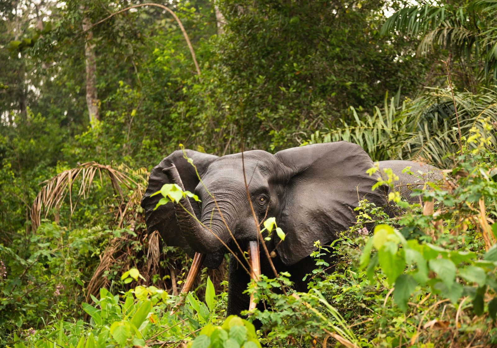 Forest Elephant Eating Grass