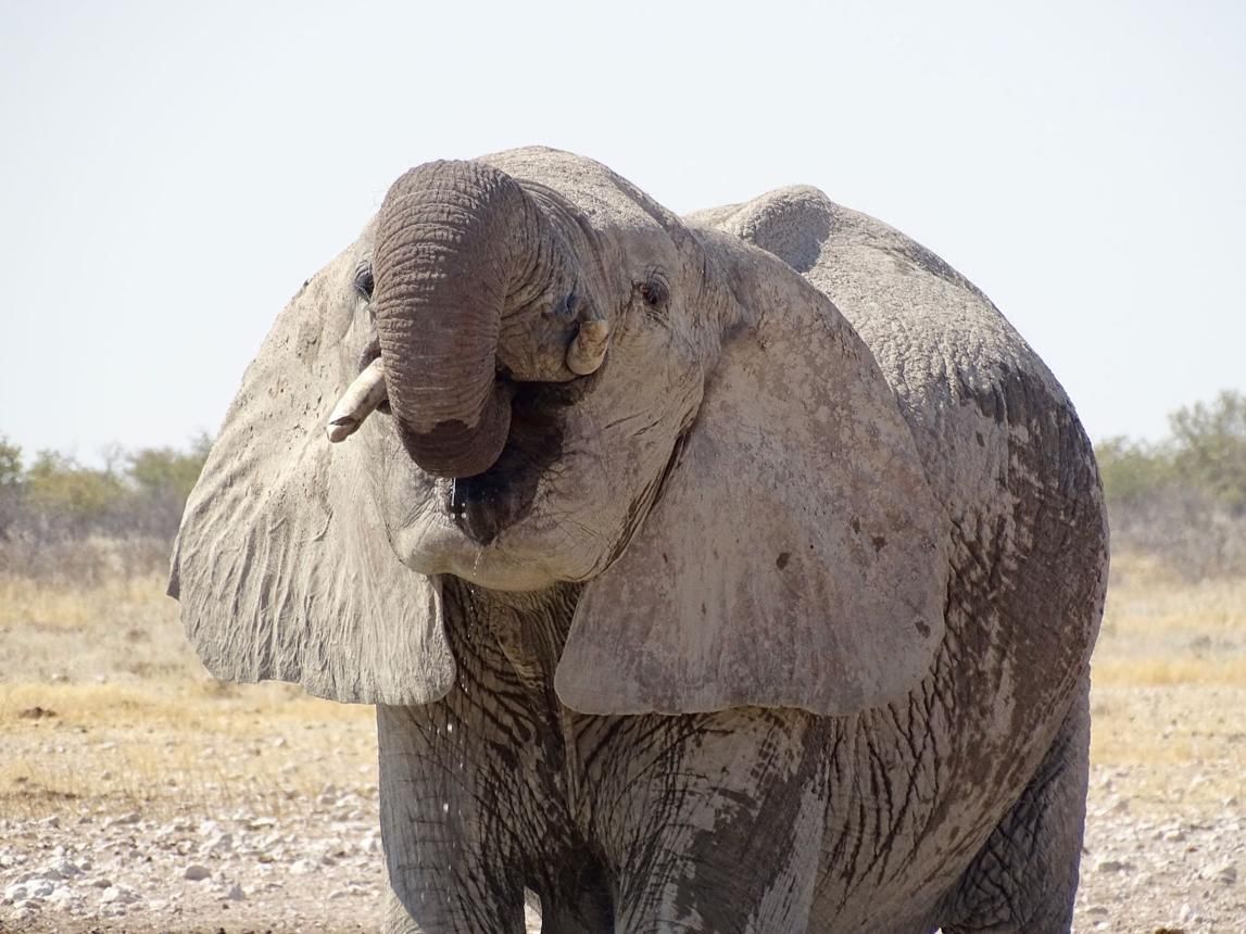Elephant Drinking clean water