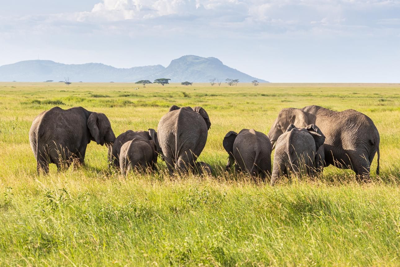 elephants moving with their family, Serengeti National Park