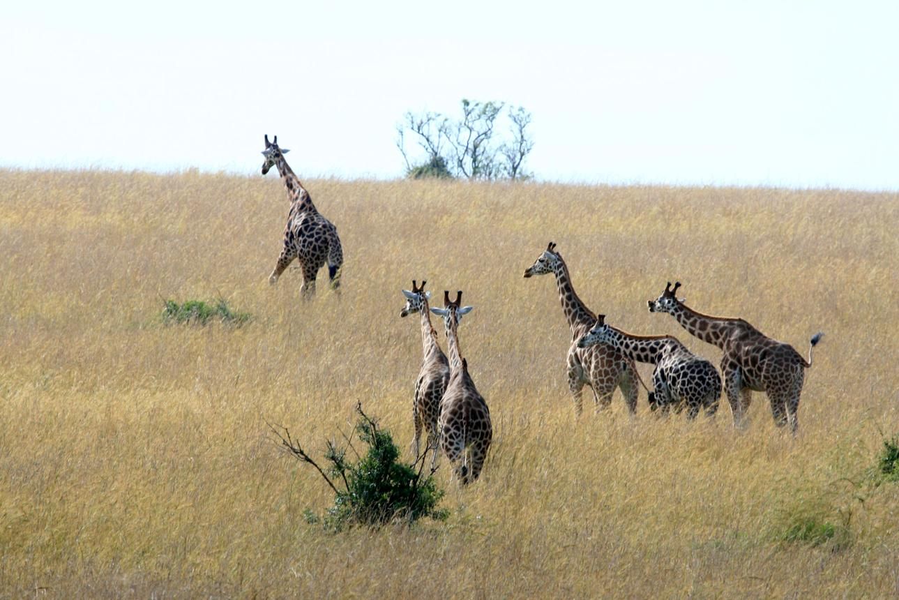 giraffes running in the grass