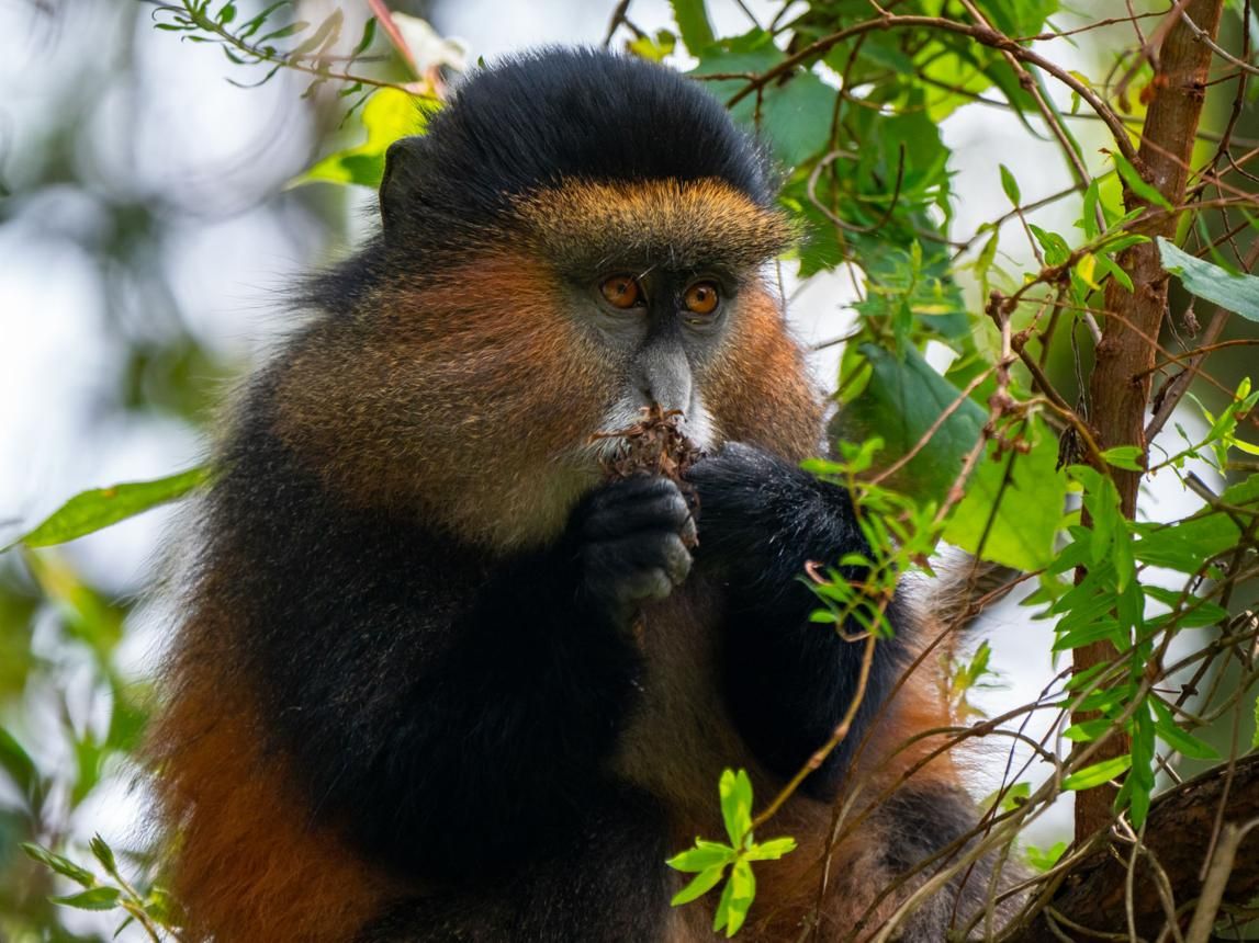 golden monkey during gorilla trekking, Uganda Gorilla Tours: Gorilla Trekking Adventures in Uganda