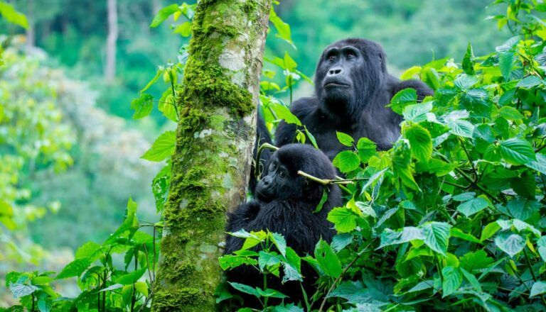 Does Uganda Have Gorillas?