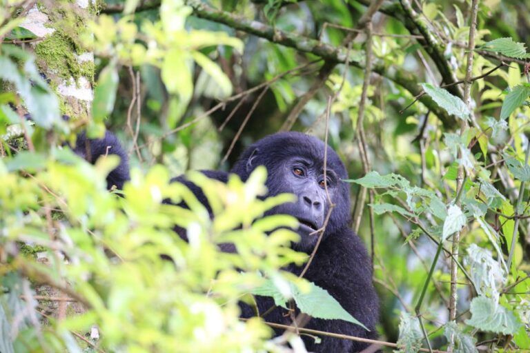 how hard gorilla trekking in Rwanda is?