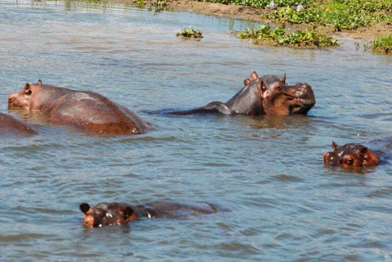 Discover the best wildlife safari hours in Uganda for game drives, birdwatching, and wildlife viewing for unforgettable safari experiences.