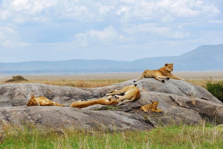 Discover Serengeti National Park, Africa's most famous safari destination. Explore wildlife, migration, best time to visit, activities, and travel tips.