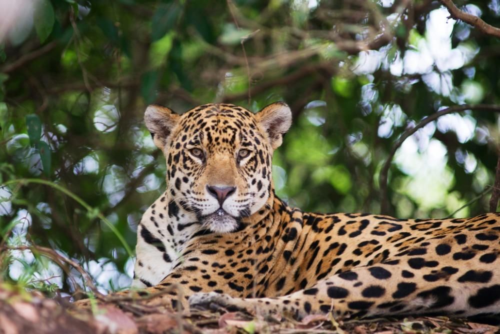 Learn why wildlife conservation & biodiversity are vital for ecosystems, human survival, climate stability, and the future of life on Earth.