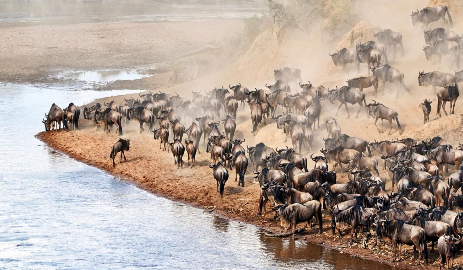 The great goat Migration