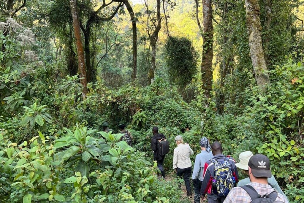tourists moving in the Bwindi impenetrable forests