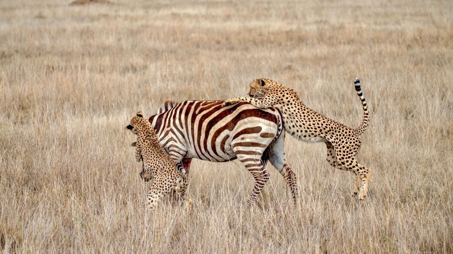 The Big Five in Serengeti National Park. Serengeti National Park